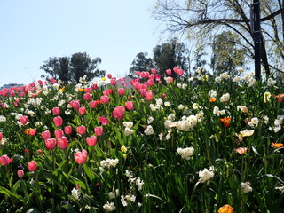 Comminwinwealth Park, Floride Flower Show, Canberra, Australia. - 20/9/2022 : Beautiful colorful flowers blooming in springtime.