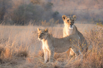 lioness with lion cub in the savannah