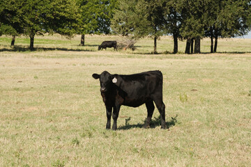Fototapeta premium Black angus cow in Texas ranch pasture during summer looking at camera under sunshine.
