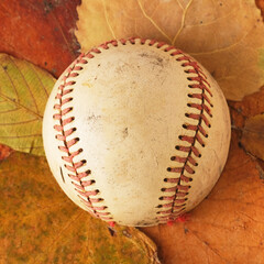 Baseball fall ball concept with leaves in background for sport.