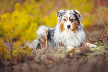 Miniature Australian Shepherd