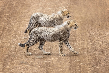 Two cheetah cubs, acinonyx jubatus, cross a dirt road in the Masai Mara, Kenya. These siblings are approximately 4 months old and will stay with their mother until aged 18 months
