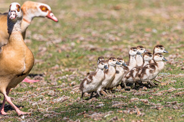 Gänsefamilie © Frank Krautschick