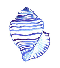 Hand drawn sea shell