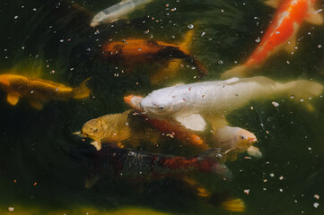 Beautiful large colored fish carp koi swim in the lake, pond. Close-up photo of an animal.