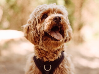 Cavapoo dog wearing black harness sitting steady with tongue out, looking to left side. Female dog with curly fur sitting in the woods.
