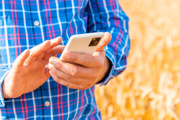 A male farmer or agronomist with phone in his hands in a field of golden wheat. Smart farm. The concept of a rich harvest. Sunset warm light. Man checking quality and growth of crops for agriculture.