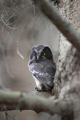 Young owlet boreal owl perched on the branch of a spruce tree