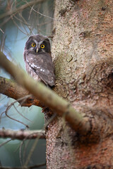 Young owlet boreal owl perched on the branch of a spruce tree
