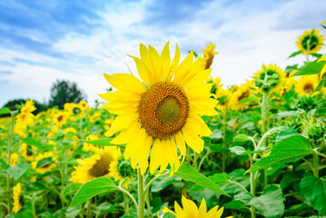 Sunflower field.Yellow field of blooming sunflowers on a background of blue cloudy sky.Summer day.Closeup.