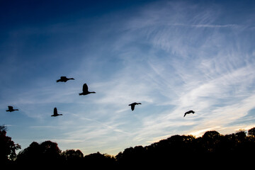 volare
