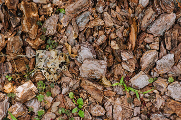Pieces of brown fallen bark lie on the ground. Photography, texture, background.