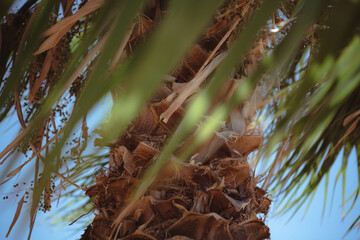 Cypr, natura, kaktusy, opuncja © Joanna