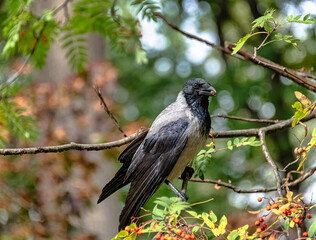 Hooded crow (Corvus cornix) also known as scald-crow or hoodie in Polish park - Warsaw, Poland