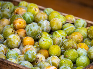 Green and yellowish greengages fruit in basket at the farmers market for sale. Harvesting Reine Claude plums. Ripe greengages for compote dessert. Fresh healthy eating for nutritious antioxidants.