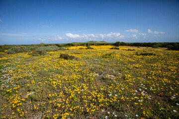 West Coast National Park Postberg Spring Flowers