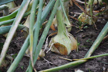 Fototapeta premium harvest, freshly dug onion bulbs