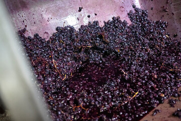 Haciendo vino en una bodega con una tinta.