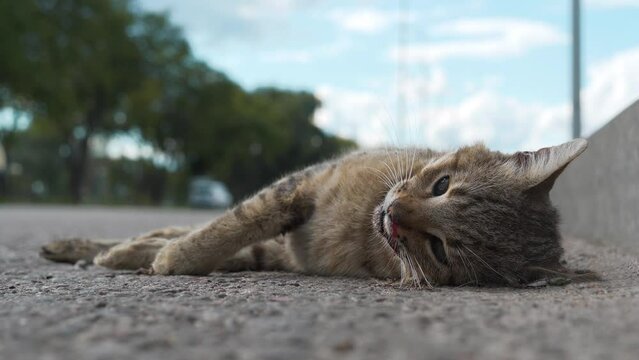 Cat ran across roadway and was hit by car. Dead cat lies on highway, cars drives on road. You cannot cross road in wrong place