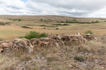 Herd of sheep in a large pasture on the causse mejean in the cevennes.
