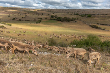 Herd of sheep in a large pasture on the causse mejean in the cevennes.