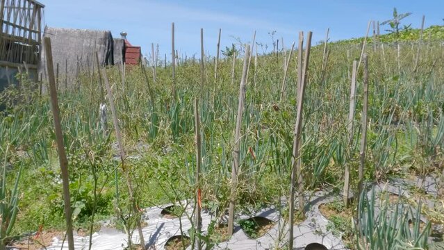 Spring onion and chili vegetable crops are intercropped in a field in the highlands