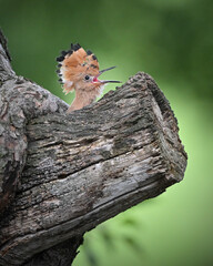 Hoppoe young watching out of the nest hole in the old apple tree