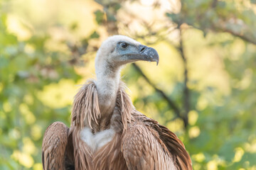 Young Griffon Vulture (Gyps fulvus ) found on the ground having left its nest the first time.