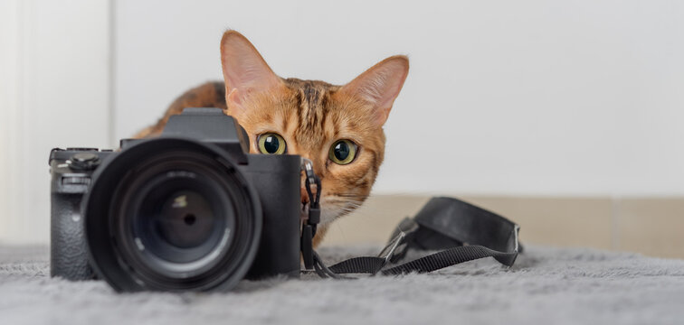 Bengal cat lies next to the camera on the carpet.