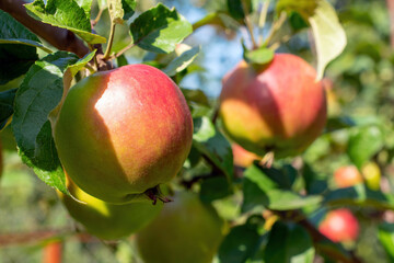 Ripe apples on a branch in orchard close up. Harvest season background