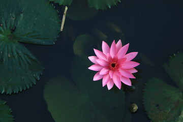 Rain drops water of beautiful pink waterlily or lotus flower in pond for text or decorative artwork.