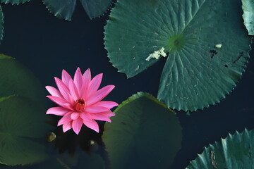 A beautiful pink waterlily or lotus flower in pond