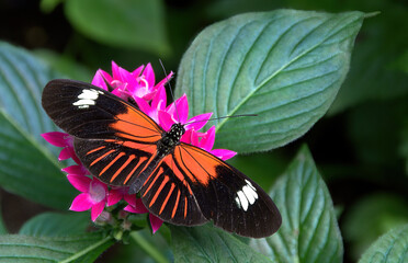 Colorful Doris Longwing Butterfly (Heliconius doris) feeding on nectar from pink Lantana flower. Native to Central America and Amazon rainforest, this species has bright orange pattern on its wings. © Jerrry G
