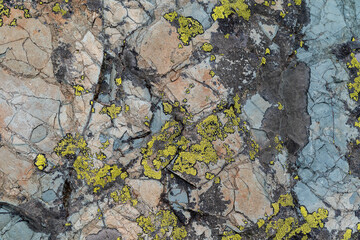 Abstract moss and lichen growing on rocks and granite slabs