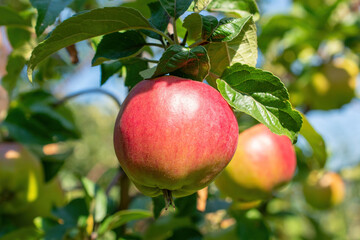 Ripe apples on a branch in orchard close up. Harvest season background
