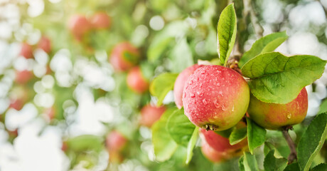 Red apple variety on the fruiting tree - malus Domestica gala in the garden. Fruits on the lush green trees, apples ready to harvest.