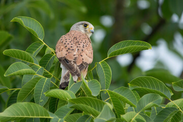 männlicher Turmfalke in einem Laubbaum