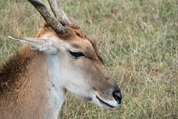 Close up of an impala in the wild