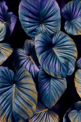 Tropical leaves background, color toned process
