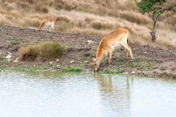 Obraz na płótnie Canvas Deer drinking from a watering hole