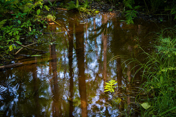 Arrowhead provincial park, Ontario, Canada - Trees and foliage reflection from the water of a marsh