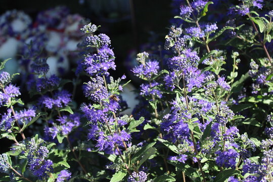 Bartblume
