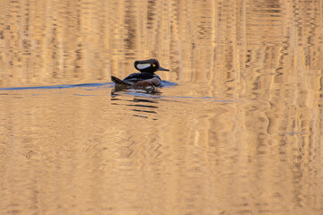 duck on water