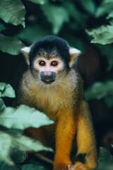 white tailed macaque