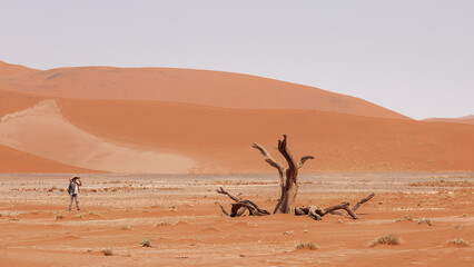 A tourist  photographs petrified camel  acacia in Deadvlei Valley. Namibia