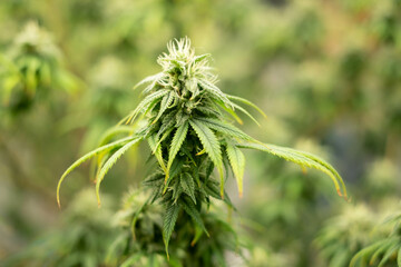 Mariuhana leaf symbol, marijuana or hemp icon, cannabis medical sign, weed drug.  Cannabis leaves of a plant.