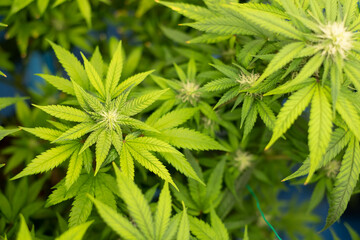 Mariuhana leaf symbol, marijuana or hemp icon, cannabis medical sign, weed drug.  Cannabis leaves of a plant.