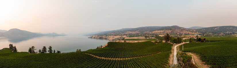 Obraz premium aerial panorama of vineyards at sunset with lake in the background