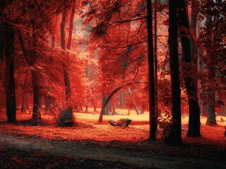 Mystic forest in the fog. Atmospheric autumn forest in the morning. Misty magical woods.