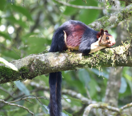 Indian giant squirrel on tree